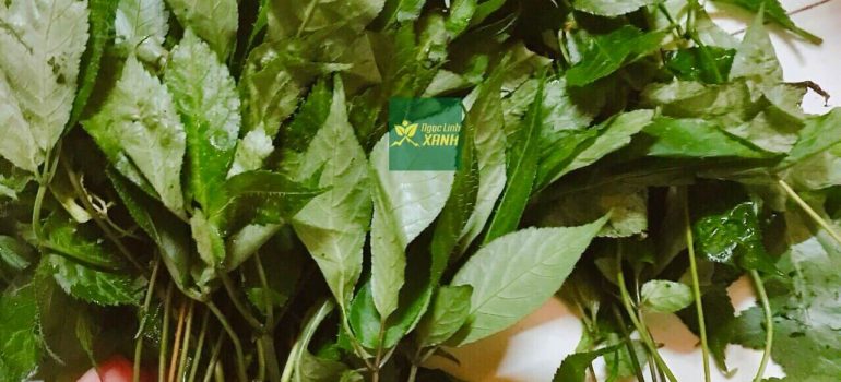 Lá Sâm Ngọc Linh: 10 triệu đồng 1 Kg