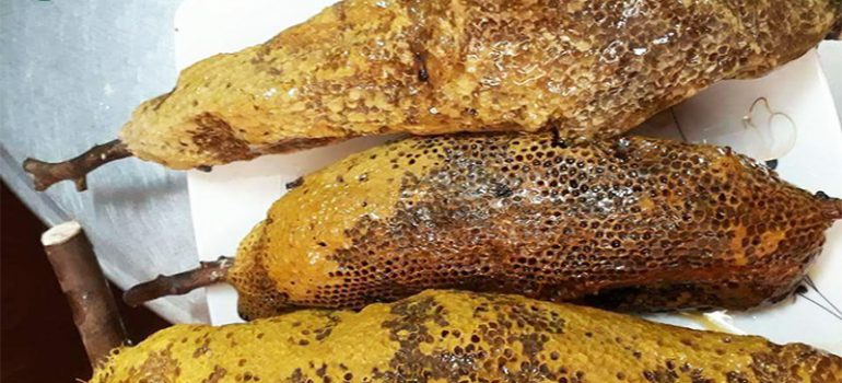 Phân Biệt Mật Ong Rừng Và Mật Ong Nuôi Chính Xác Nhất!