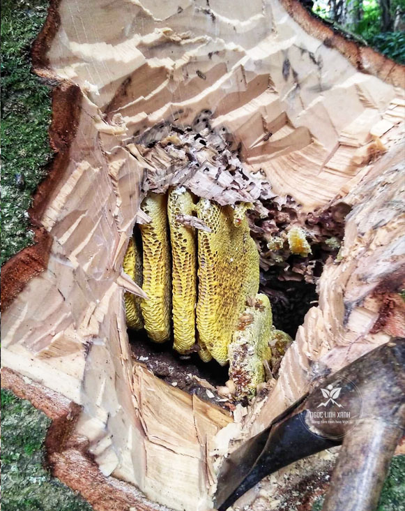 Tổ Ong dú rừng Ngọc Linh rất nhỏ, cho rất ít mật, phải cần từ 10 tổ mới cho 1 lít mật