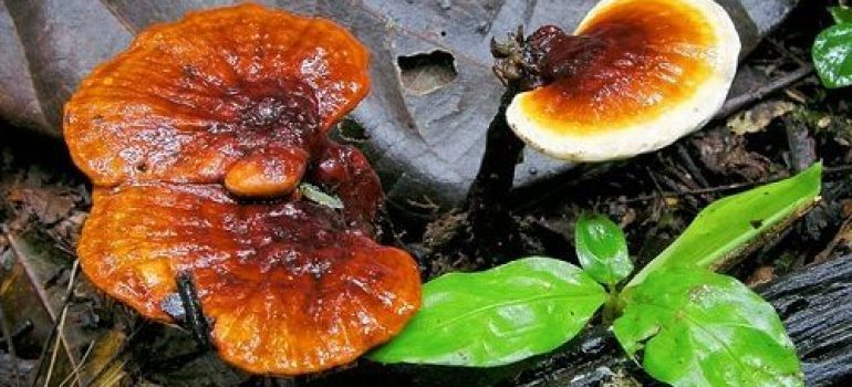 Liều lượng và cách sử dụng Nấm Lim Xanh để chữa bệnh