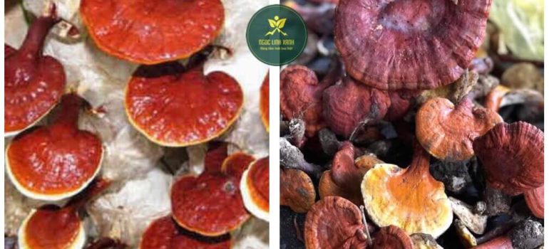 PHÂN BIỆT NẤM LIM XANH RỪNG VÀ NẤM NUÔI TRỒNG