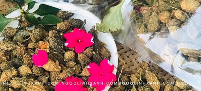 Khổ qua rừng (Mướp đắng) chữa bệnh gì? Tác dụng và cách dùng