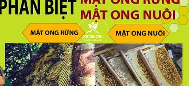 5 cách phân biệt Mật ong rừng và Mật ong nuôi