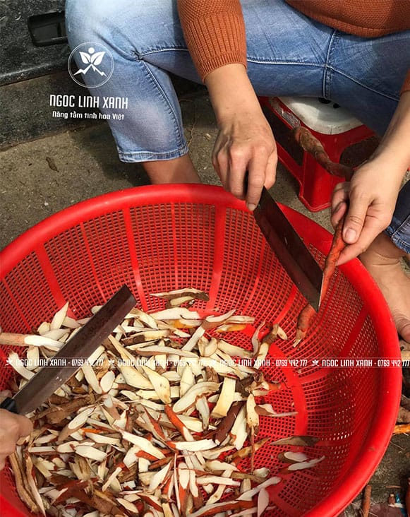Sâm cau Ngọc Linh sau khi rửa sạch mang đi thái lát - ngoclinhxanh.com