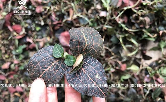 4 tác dụng Lan Kim Tuyến (Lan Gấm)
