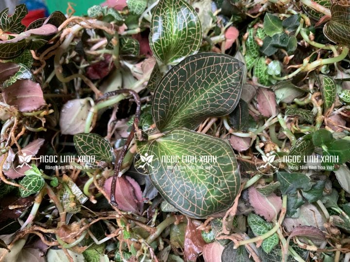 Uống rượu lan kim tuyến với liều lượng hợp lý có thể giúp giảm căng thẳng