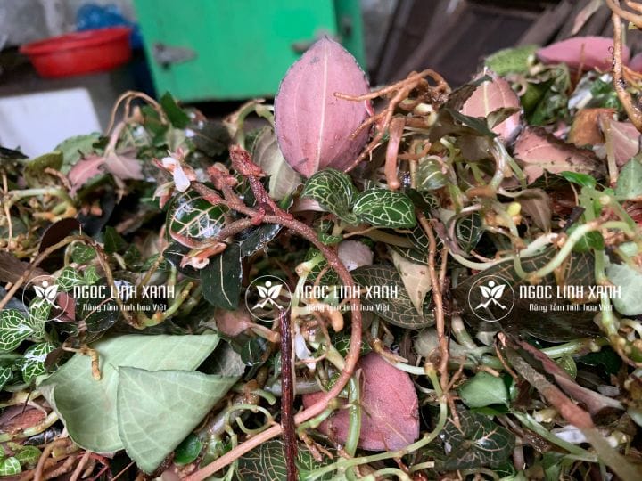Rượu lan kim tuyến tăng cường sức khỏe toàn diện - ngoclinhxanh.com