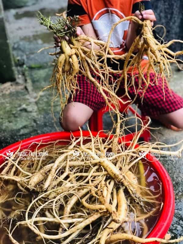 Sâm dây Ngọc Linh là thành phần quan trọng trong các thang thuốc Đông y