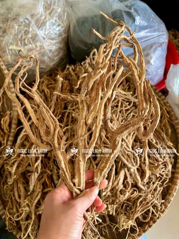 Sâm dây Ngọc Linh phơi khô