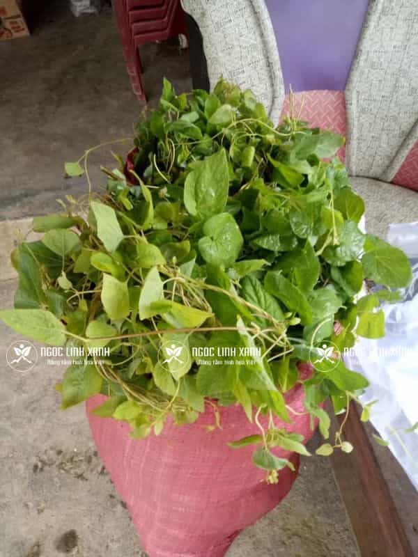 Lá Sâm dây Ngọc Linh